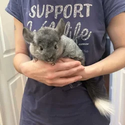 Chinchillas