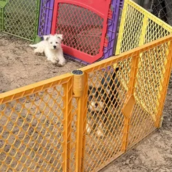 Miniature Female Schnauzer’s