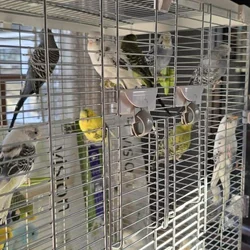 Paired Parakeets