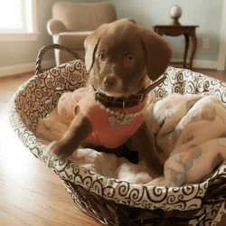 Adorable Labrador puppy