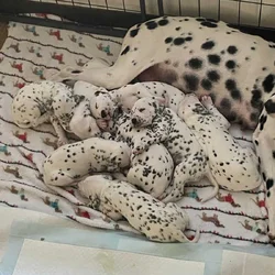 Dalmatian puppies