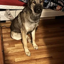 Good dog needs new home