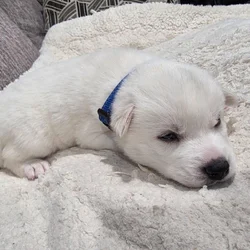 Siberian Husky puppy