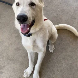 Pure blood White German Shepherd