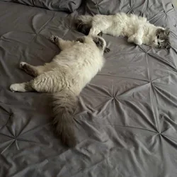 Purebred Ragdoll Cats for Sale – Kitten ($700) & A