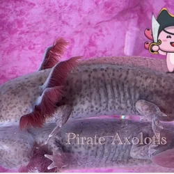 Male Axolotls 30066