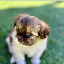 Adorable female puppy available