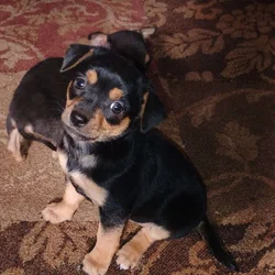 Chiweenie Puppies