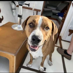 Looking for a new home for my sweet girl Nova