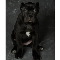Cane Corso Pups for Sale