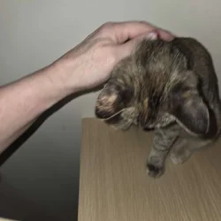 2 Kittens for adoption