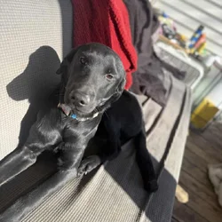 “Junior” Labrador Retriever 8 months