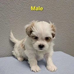 Teddy Bear Male Puppy
