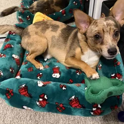 Chihuahua