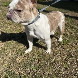 Chanel the Frenchie