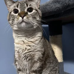Cat in need of a forever home