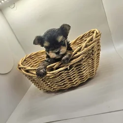 Tiny male yorkie pups tcup size