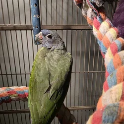 Blue Headed pionus Female