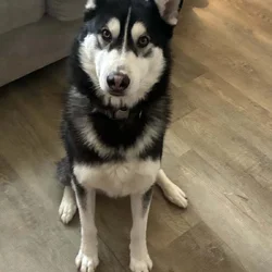 Loving Husky