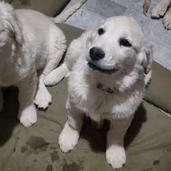 AKC Golden Retriever Puppies