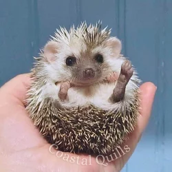 Hedgehog for Adoption