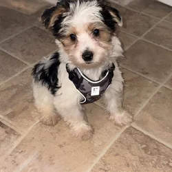 Yorkie poodle