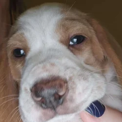 Beagle puppies for Valentine's Day