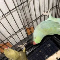 Ringneck Pair