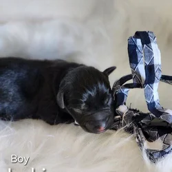 Miniature schnauzer loki