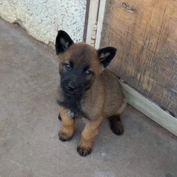 Belgian Malinois