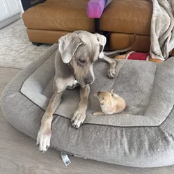 Great Dane Rehoming