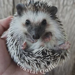 Baby Classic mask Algerian Grey Hedgehog
