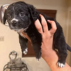 Puppies