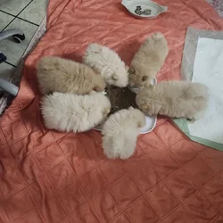 Pomeranian