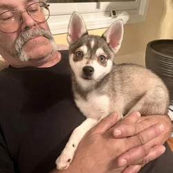 Cute Alaskan KleeKai
