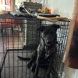 Blaze needs a good home.