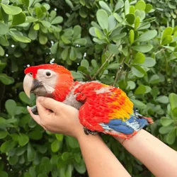 Scarlet Macaw babies