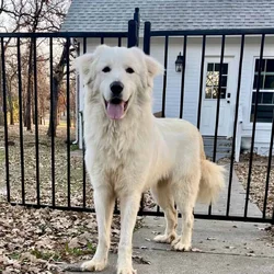 Great Pyrenees
