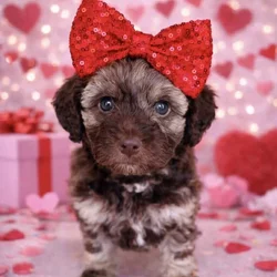 Valentine Sweethearts