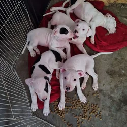 10 Week Dogo Argentino/ Colby Pitbull Puppies