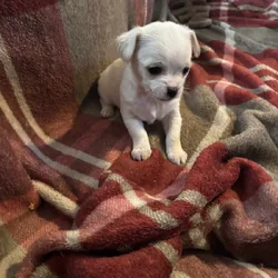 Shichi puppies