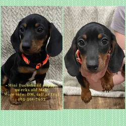 Mini Dachshund Puppies