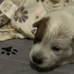 Red & Blue Heeler puppies