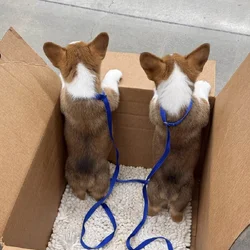 Corgi puppies akc