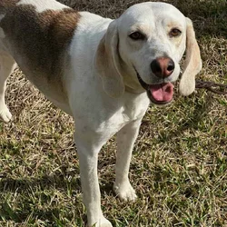 Loving Dog Needs Home