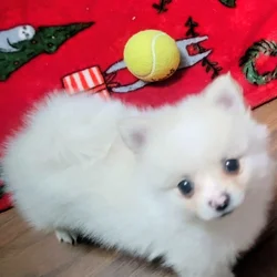 Pomeranian pup