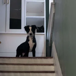 Super sweet Border Collie