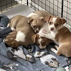 Chigori puppies