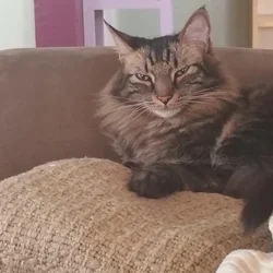 Rehome a cat
