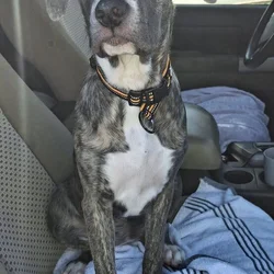 Juno needs a new home